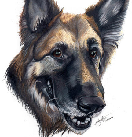 "Gipper" - Colored Pencil Pet Portrait - Commission