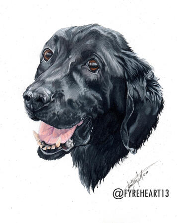 "BW" - Colored Pencil Pet Portrait - Commission