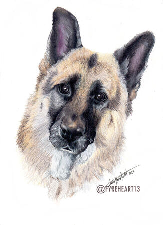 "Loki" - Colored Pencil Pet Portrait. Commission.