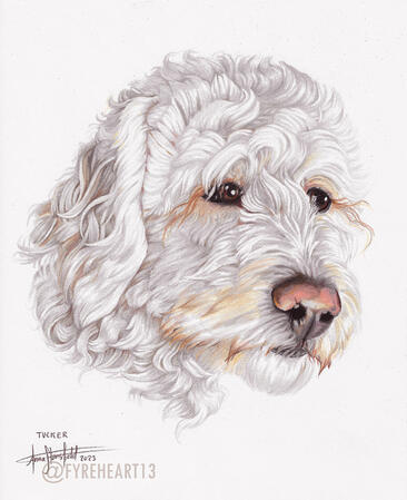 "Tucker" - Colored Pencil Pet Portrait - Commission.