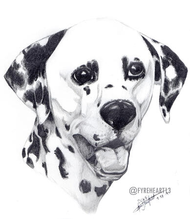 "Duke" - Graphite Pet Portrait - Commission