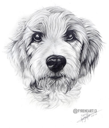 "Porthos" - Graphite Pet Portrait - Commission