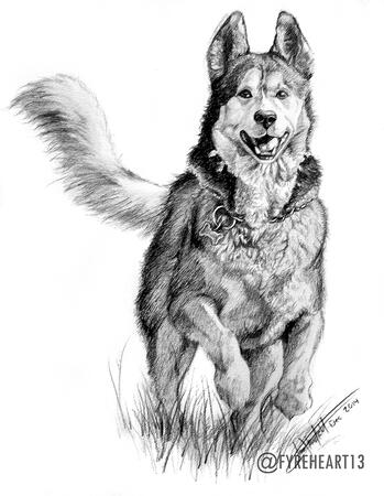 "Sidka" - Graphite Pet Drawing - Gift for my sister in law.