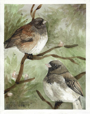 Junco Birbs - Watercolor on Paper. 2025-2026